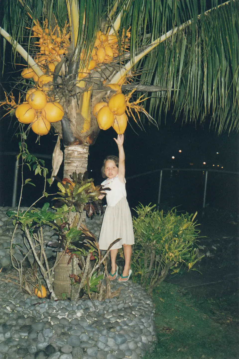 An old photo of a child reaching up towards a bunch of coconuts in Samoa.